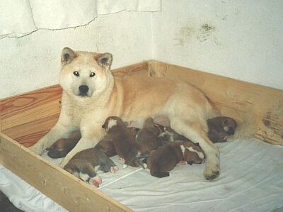 Heichi se sv�mi �t���tky - Kliknut�m si obr�zek zv�t��te!