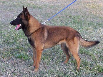 Belgick� ov��k Malinois
