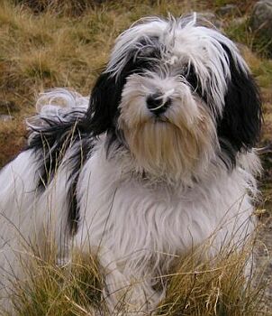 Havansk� ps�k - Bichon Havanais