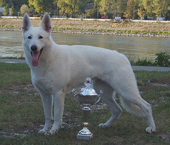 B�l� �v�carsk� ov��k