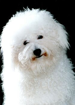 Bolo�sk� ps�k -Bolognese