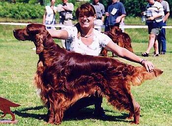 Irsk� setr - Irish Red Setter