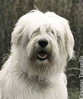 Jihorusk� ov��k - Ioujnorousskaia Ovtcharka