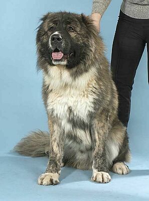 Obr�zek Kavkazsk�ho ov��ka