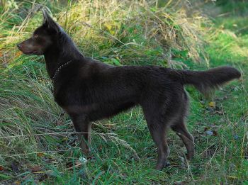 Australsk� kelpie - Australian Kelpie