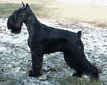 Kn�ra� st�edn�