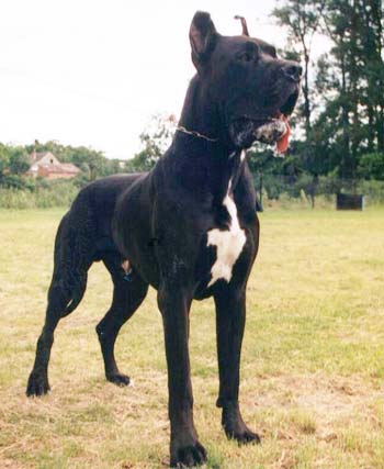 Dino Z Josefovsk�ch B�d