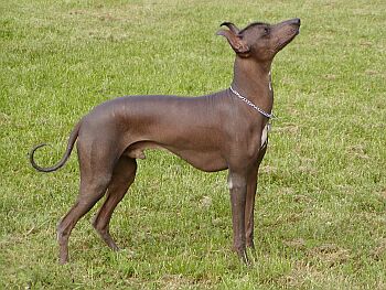 Peru�nsk� nah�� velk�