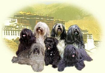 Tibetsk� teri�r - Tibetan Terrier