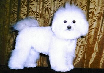 ALISSA B�l� mil��ek