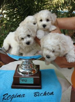 BORN TO BE WILD Regina Bichon�s