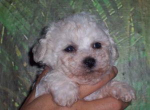 HOTCHY VIGIN z Podchotuc�