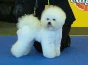 Petit Ami�s Viking