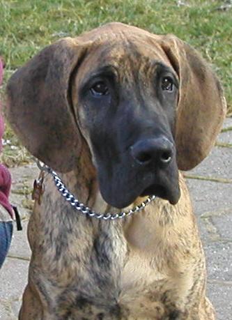 stenatko dogy