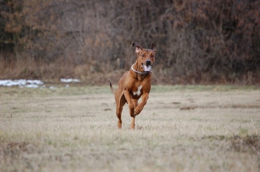 Coursing