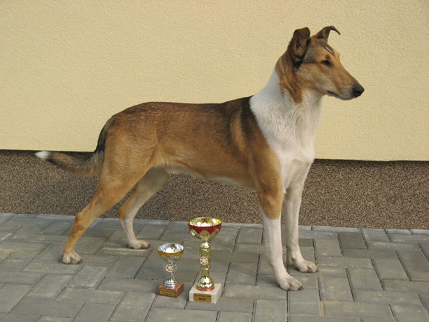 Calibra's Go West "Ozzy"