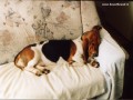 Spc basset