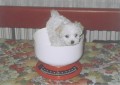 Dessy
