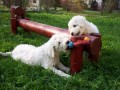komondor - vrh A