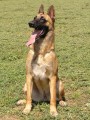 Anakonda