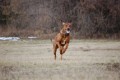 Coursing