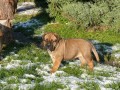 Cujo - 5 tdn