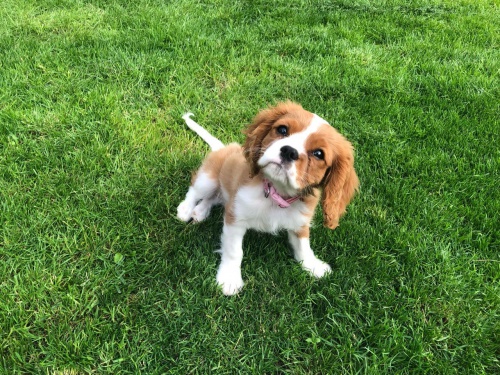 K dispozici jsou �t��ata kaval�rsk�ho kr�le