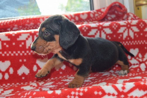 �t��ata jezev��ka miniaturn�ho jezev��ka