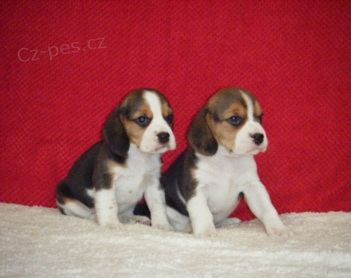 Zdrav� �t��ata Beagle