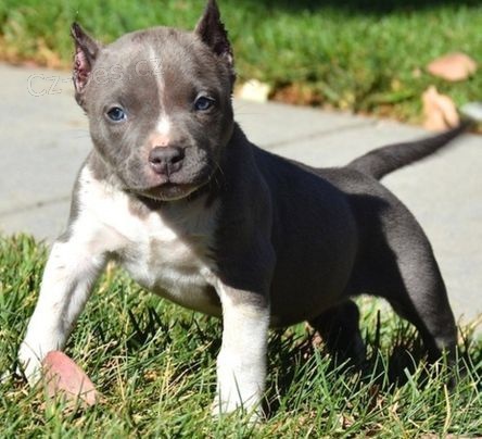   zdrav� t���tka Pitbull pro p�ijet�