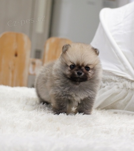 Sable a b�l� pomeranian �t��ata