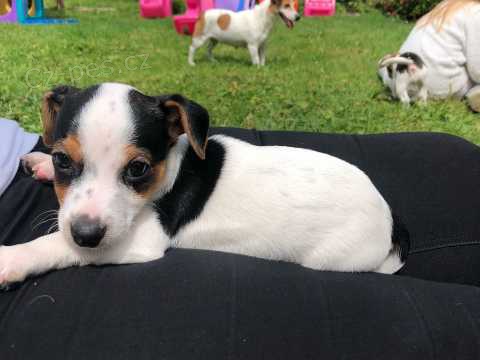 �t��ata Jacka Russella