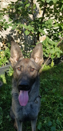 Fenka NO 16 m�s�c�