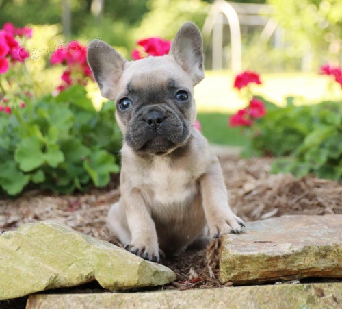 Francouzsk� buldo�ek