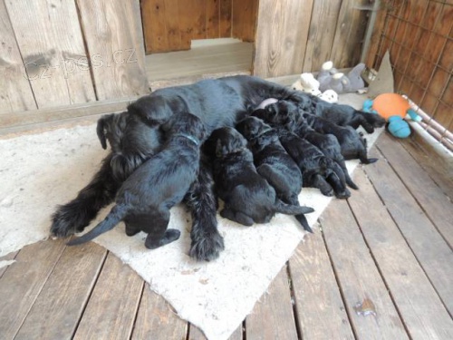 Kn�ra� velk� �ern�