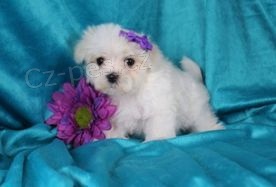 zdrav� t���tka malt�tina pro p�ijet� 