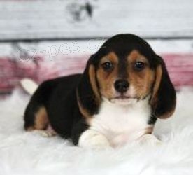 zdrav� t���tka Beagle pro p�ijet�