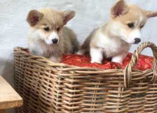 ڞasn� 12 t�dn� welsh Corgi Pembroke �t��ata k dispozici ....
