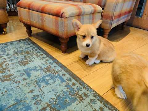 12 t�dn� welsh Corgi Pembroke �t��ata k dispozici xczzc