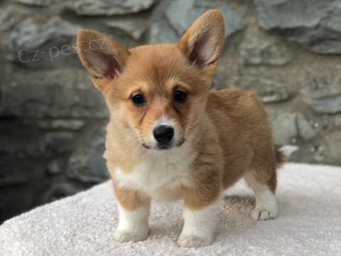 12 t�dn� welsh Corgi Pembroke �t��ata k dispozici()**