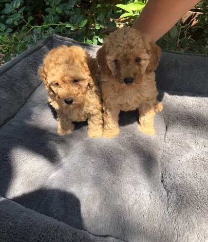 Zdrav� �t���tka Red Toy Pudl pro novou rodinu