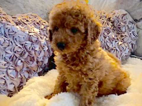 Zdrav� �t���tka Red Toy Pudl pro novou rodinu@@