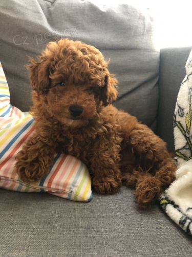 Zdrav� �t���tka Red Toy Pudl pro novou rodinu*()