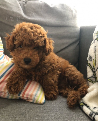 Zdrav� �t���tka Red Toy Pudl pro novou rodinu""::