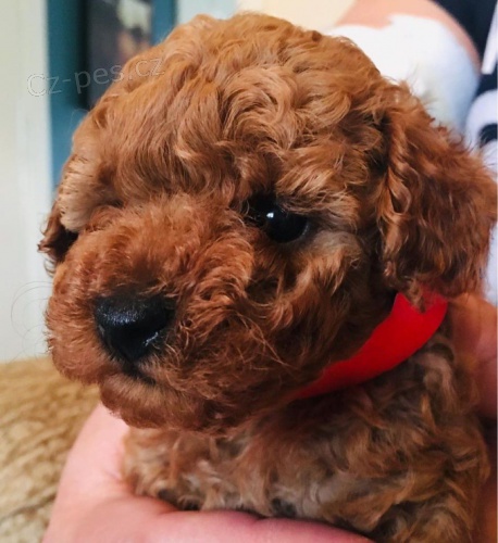Zdrav� �t���tka Red Toy Pudl pro novou rodinu:))