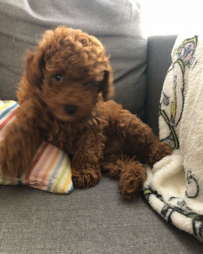 Zdrav� �t���tka Red Toy Pudl pro novou rodinu ^%$%