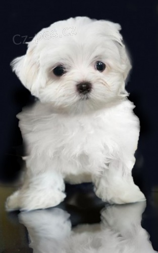 Samci a samice ❤️Malteskiy ❤️ �t��at p�ipraven� s dokumenty.//