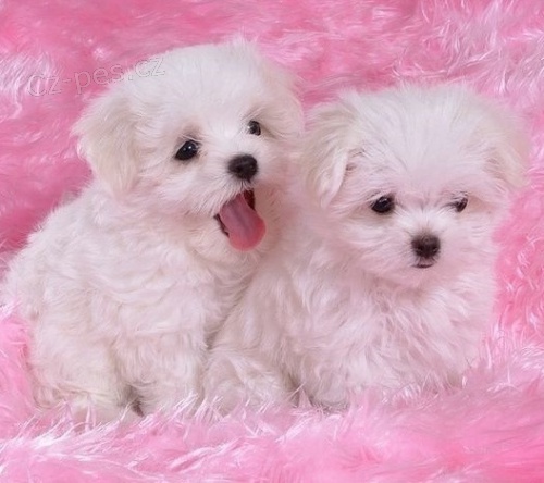 Samci a samice ❤️Malteskiy ❤️ �t��at p�ipraven� s dokumenty@@@