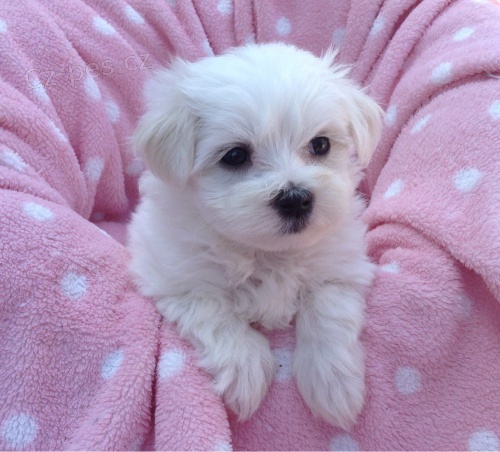 Samci a samice ❤️Malteskiy ❤️ �t��at p�ipraven� s dokumenty$#$