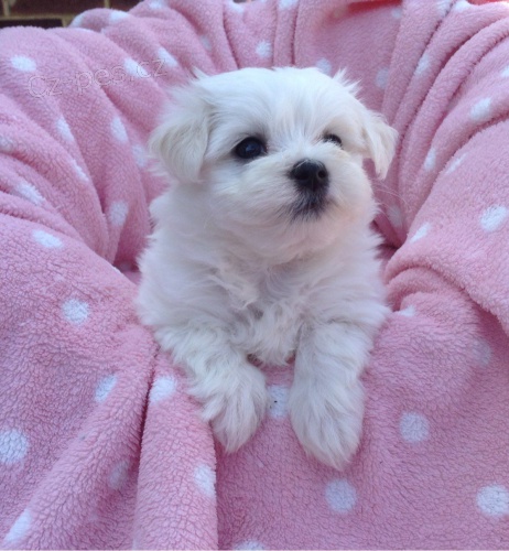 Samci a samice ❤️Malteskiy ❤️ �t��at p�ipraven� s dokumenty.**